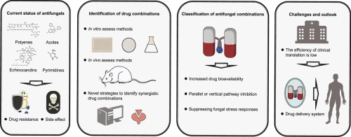 Novel Antifungal Category Demonstrates Significant Effectiveness Against Key Pathogens