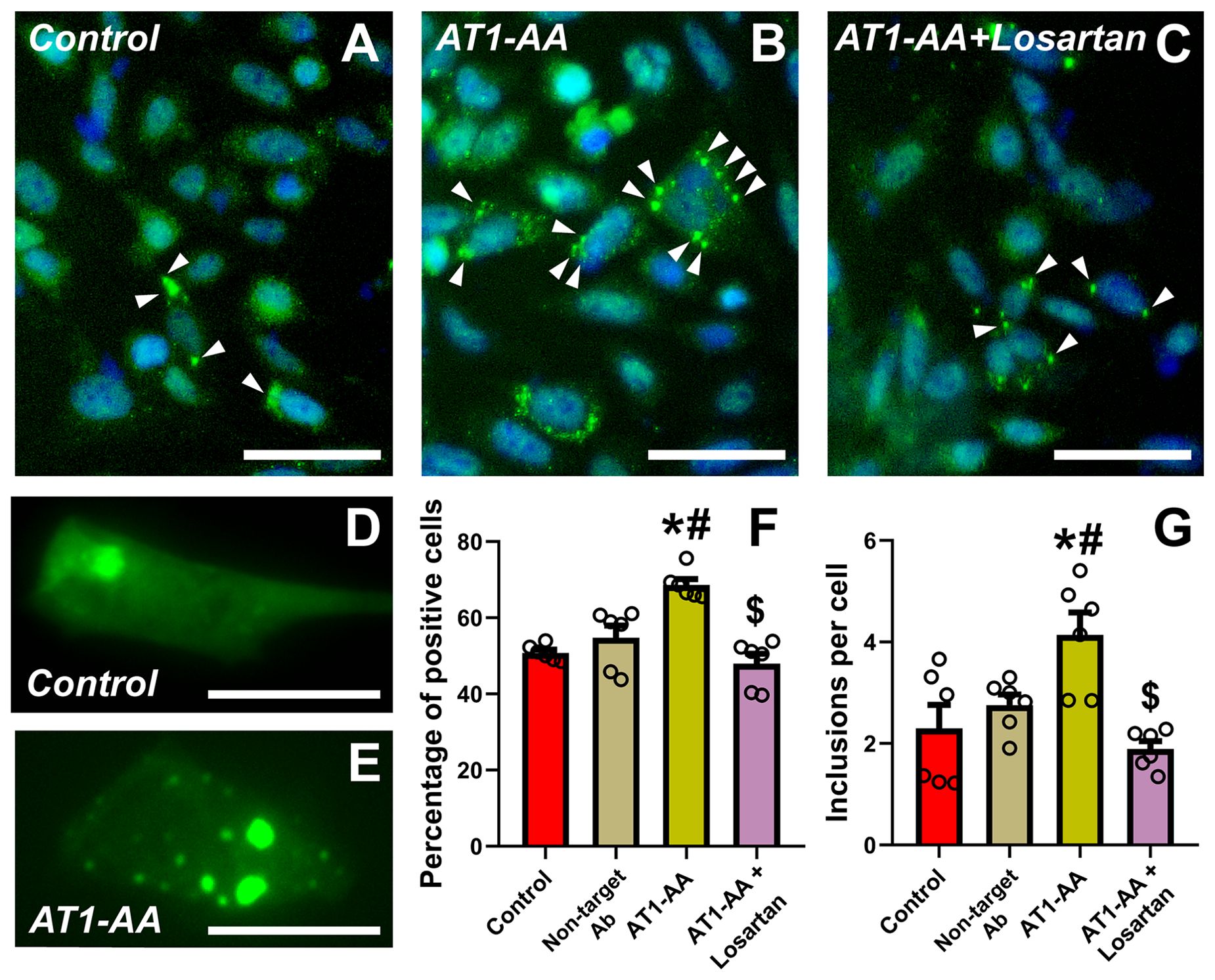 AI-Created Microscopy Images Are Indifferent from Actual Ones