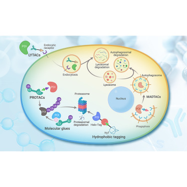 Arvinas and Pfizer Explore New Site for Protein Degrader Medication