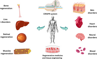 CRISPR: An Innovative Instrument for Gene Modification