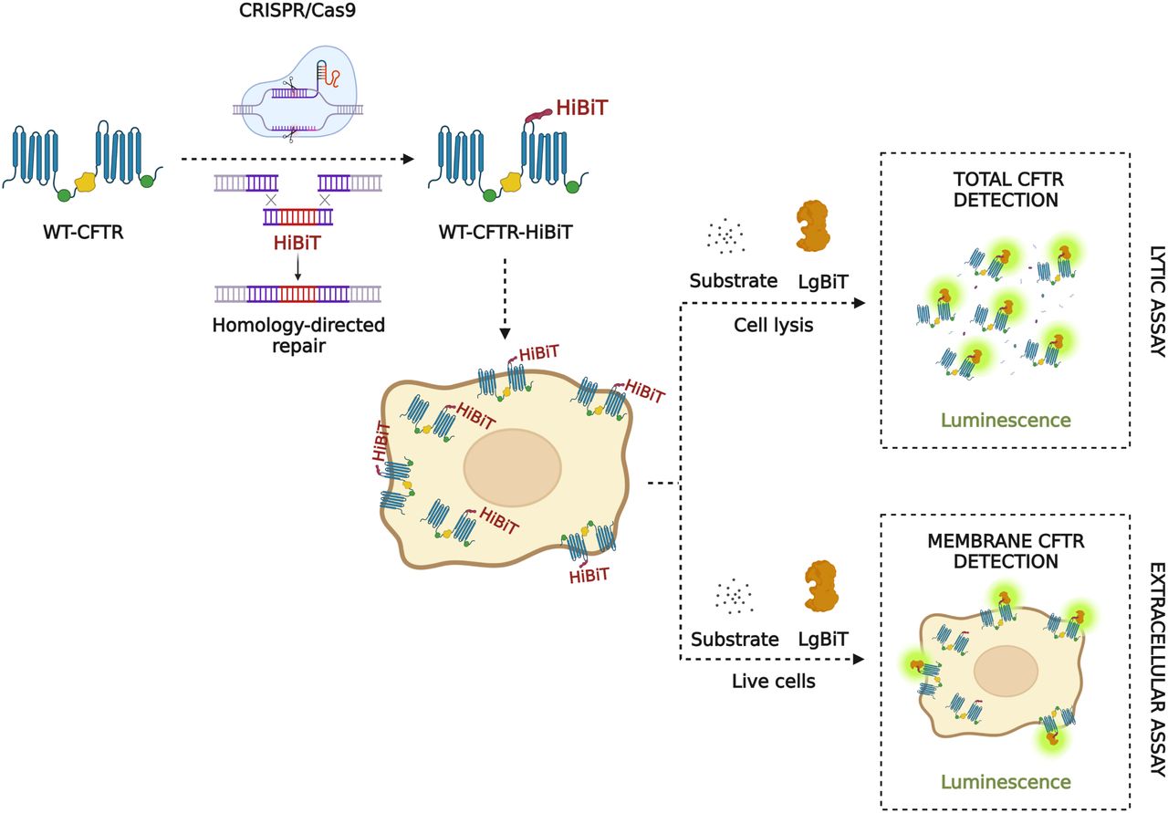 Engineered Gene Modifiers for Next Generation: Notable Decrease in Error Rate