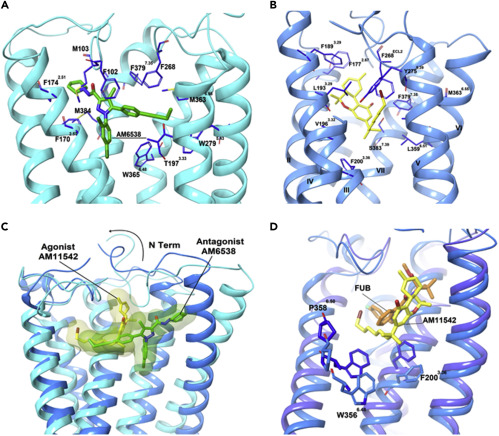 Researchers Uncover Crystal Configurations of Active Cannabinoid Receptor