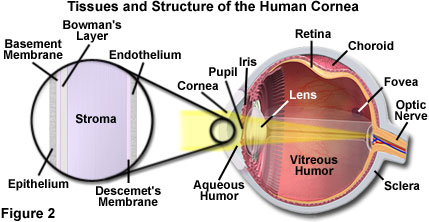 The Visual Occurrence of Depth Perception Caused by Color