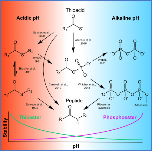 Thioesters might offer understanding regarding the synthesis of proteins on primordial Earth.