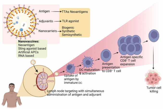 COVID Vaccine Provides Insights for Creating a Universal Cancer Vaccine
