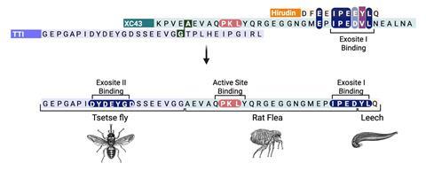 "Creation of a Highly Effective Thrombin Inhibitor Employing Peptide Fragments from Three Blood-Feeding Creatures"