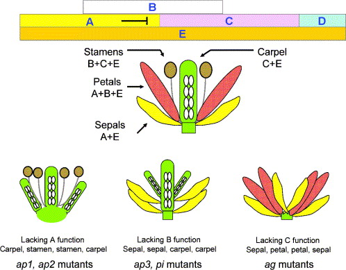 DNA Configurations Imitate Blossoms with Petals that Open and Close