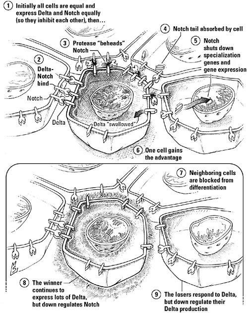 "Finding Minuscule Loops in Dividing Cells Questions Established Genome Theory"