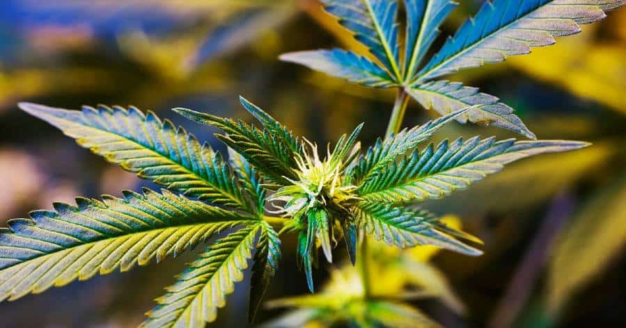 Genetic Examination Reveals Links Between Cannabis Use and Mental Wellness