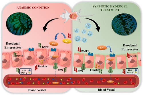 Iron Supplement Improves Blood and Intestinal Well-being