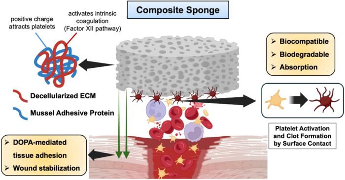 Mussel-Inspired Bioadhesive Sponge Created to Prevent Internal Bleeding