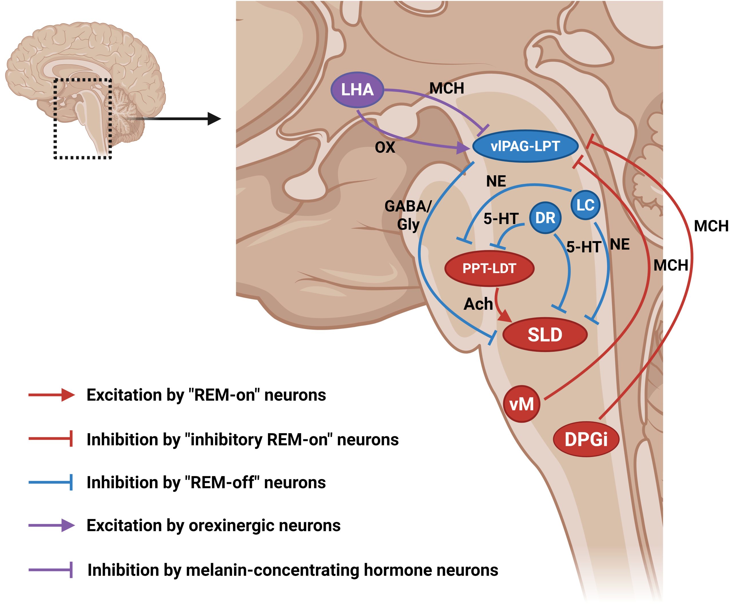 Neurons Influencing Sleep Could Result in Strategies for Schizophrenia Prevention