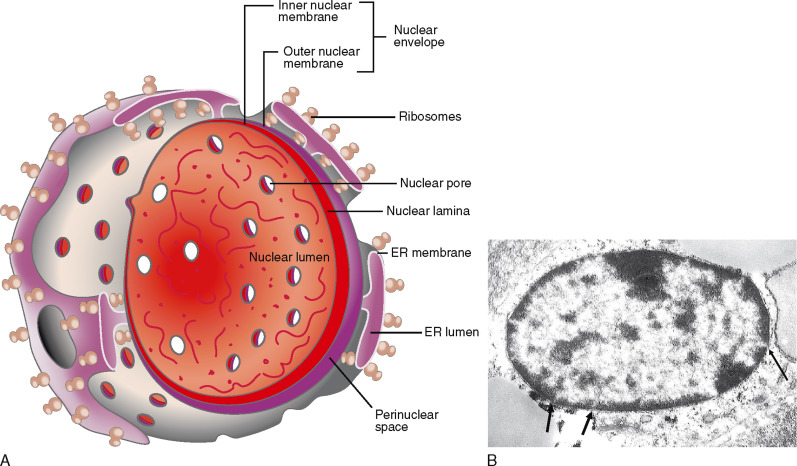 The Function of an Individual Molecule in Enhancing Our Knowledge of the Atomic Nucleus