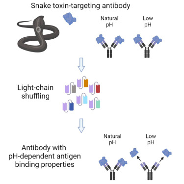 Antibodies Crafted by AI Attain Atomic-Scale Targeting of Antigens