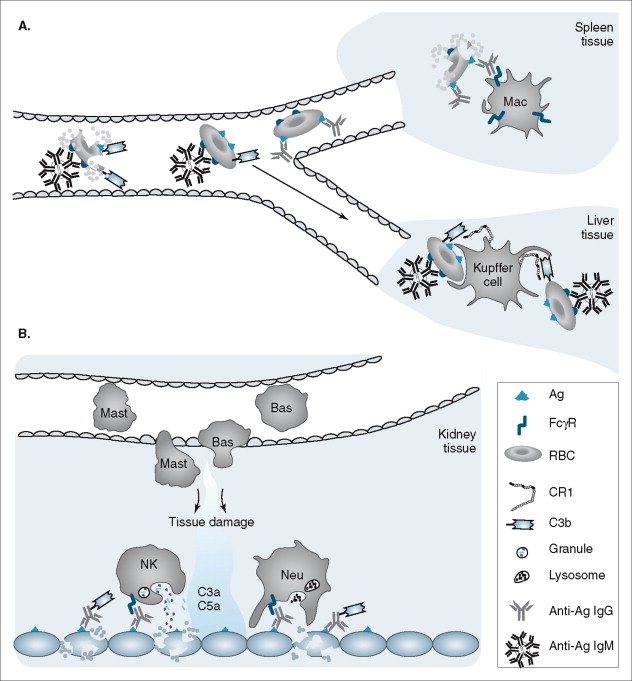 Controversy Erupts over New Allegations Regarding the Efficacy of Antibiotics Against Bacteria Utilizing Reactive Oxygen