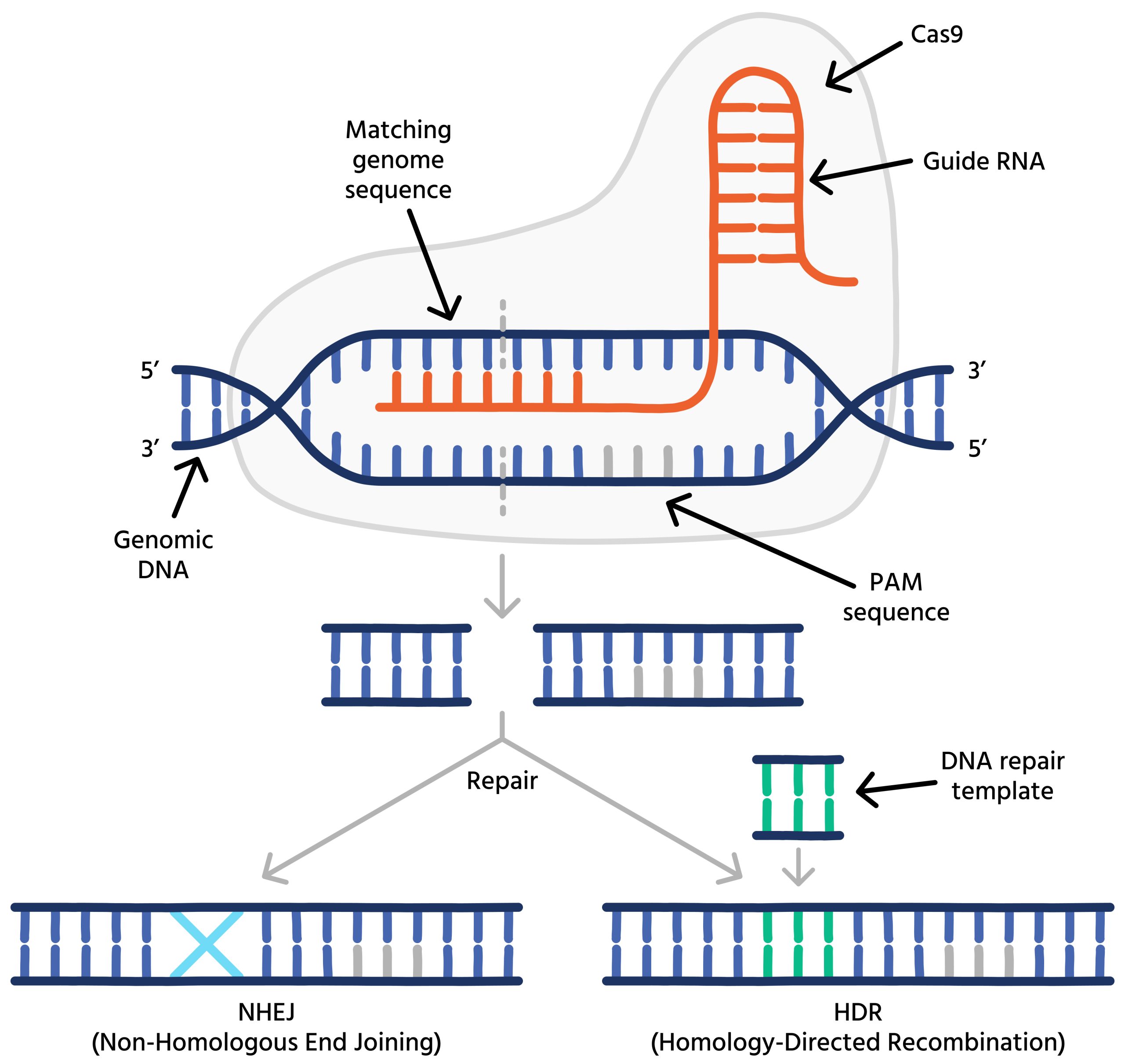 CRISPR: An Innovative Instrument for Genetic Modification