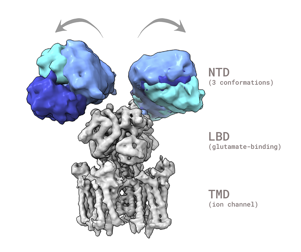 Cryo-EM Images Offer Insight into Opioid Receptor Activation