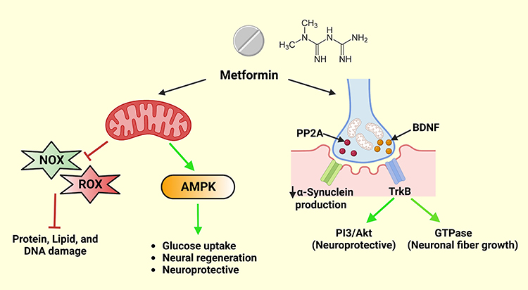 How Metformin Disrupts Exercise Advantages and Impairs Physical Progress