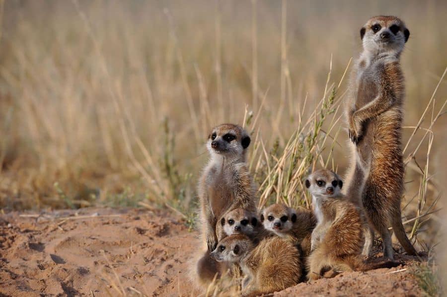 How Microorganisms Aid Meerkats in Enduring