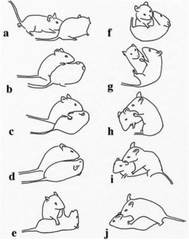 Investigating Animal Perceptions: A Glimpse Beyond the Conventional Five