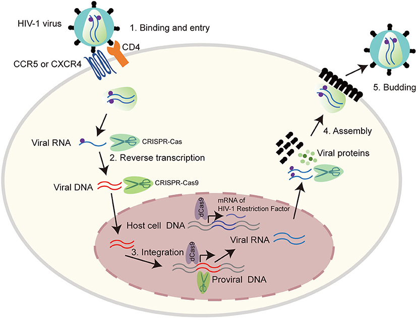 Investigating the Possibilities of Crispr Technology for HIV Treatment