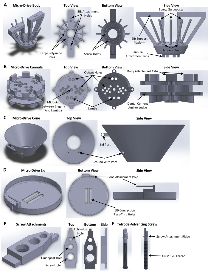 Micro Implant Tracks Mouse Brain Activity for One Year