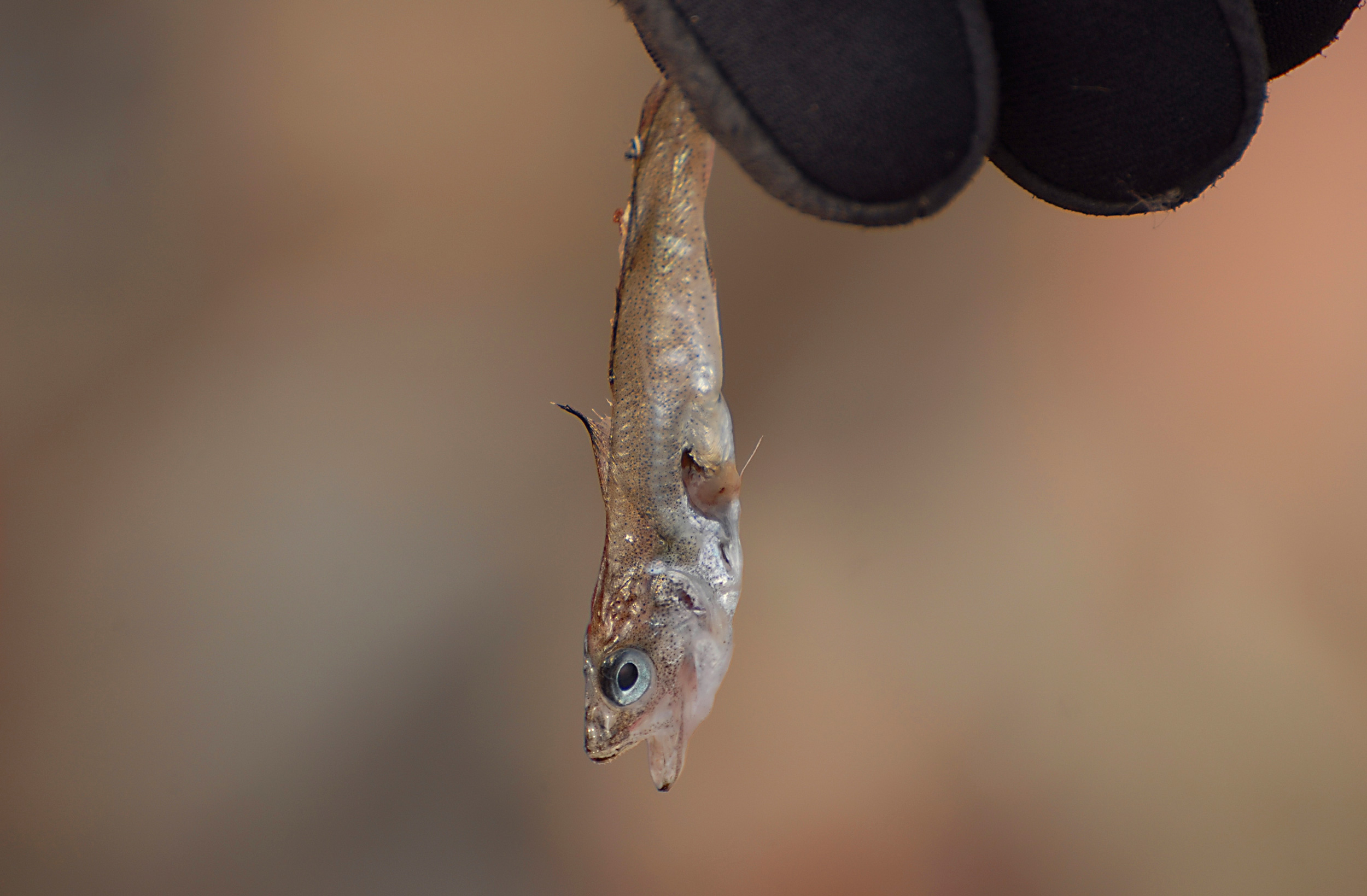 Polar Oceans Poised for Heightened Turbulence as Ice Dissolves