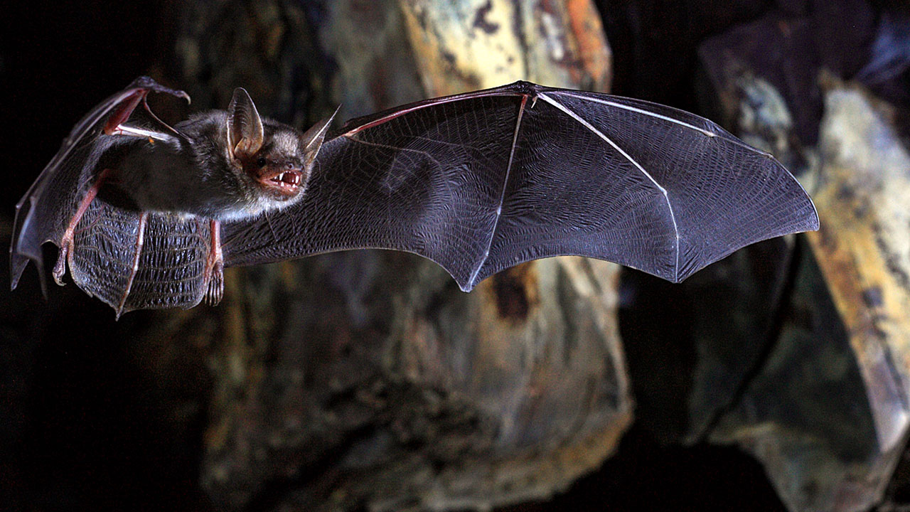 Research Discoveries Indicate That Not Every Bat Serves as a Virus Reservoir