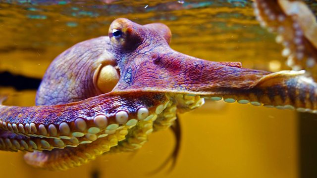 Researchers Create Laboratory Technique for Generating Octopus Camouflage Coloration