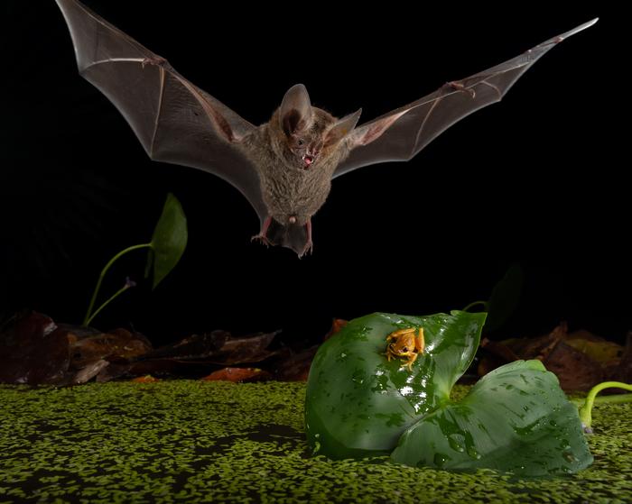 Small Bat Utilizes Lion-inspired Hunting Strategies by Suspended Waiting Through the Night