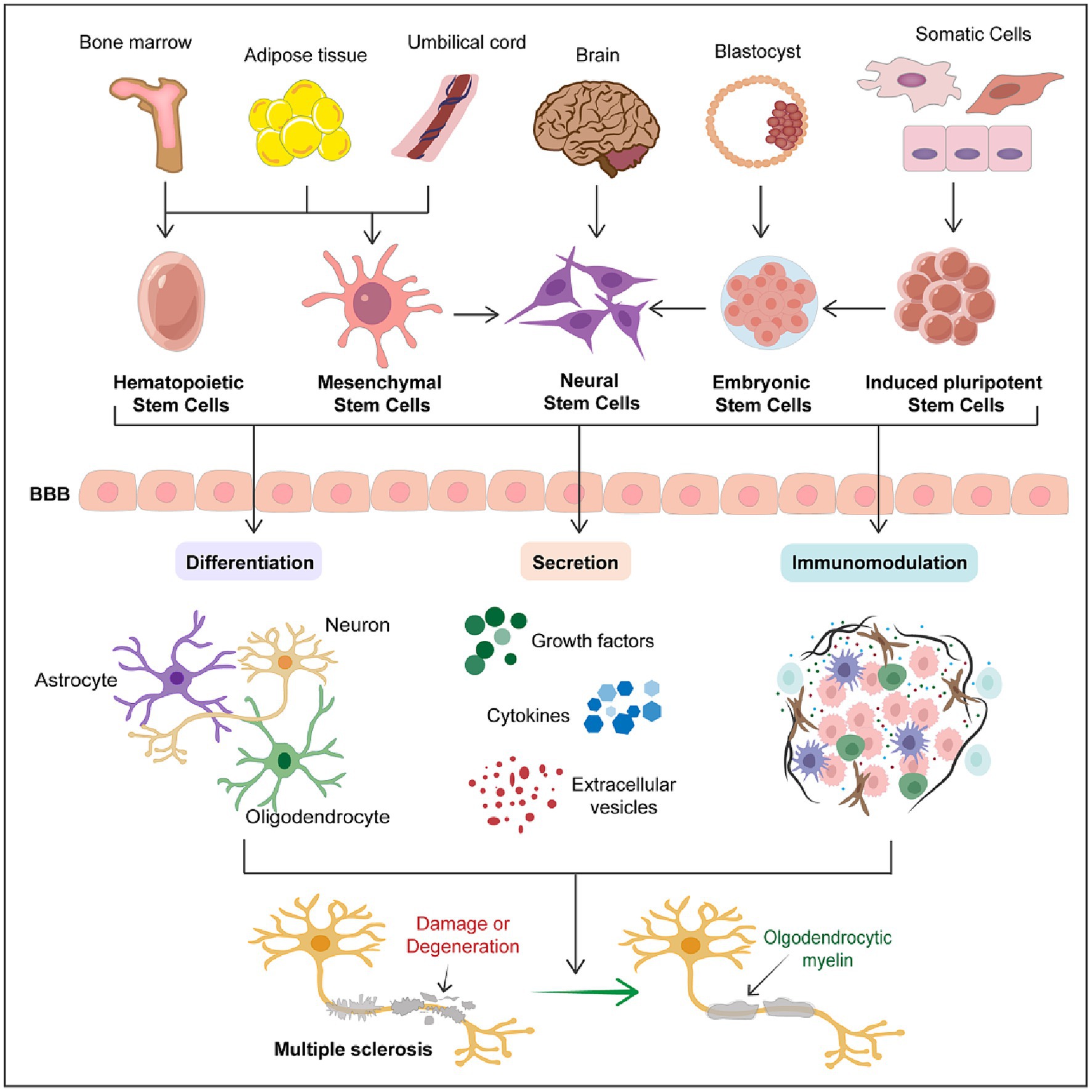 Stem Cell Treatment: Achieving the Long-Desired Advantages