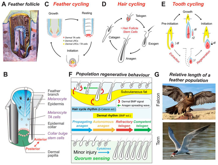 The Function of Spaced Repetition in Utilizing Darwin's Principle of Adaptation