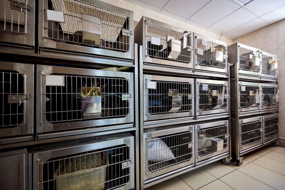 UK Government Unveils Strategy to Fast-Track Advancement of Alternatives to Animal Testing