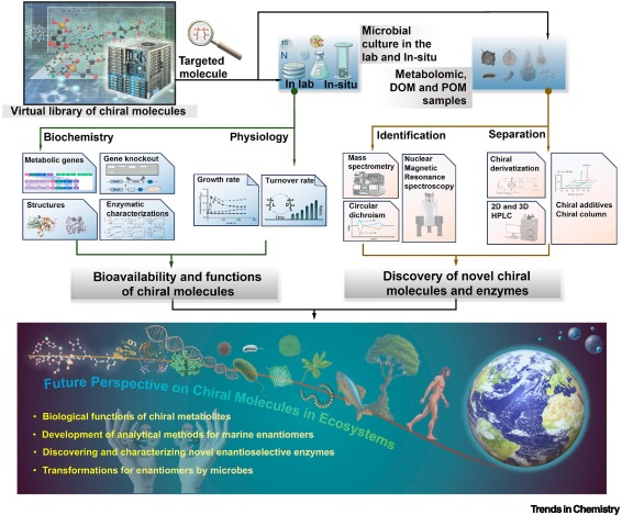 Accurate Stereochemical Regulation Facilitates the Development of Millions of Distinct Polymers