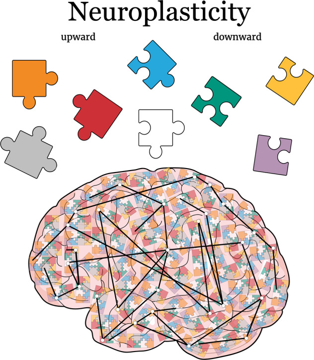 The Brain Amplifies Volume Perception as Tissue Reduction Takes Place