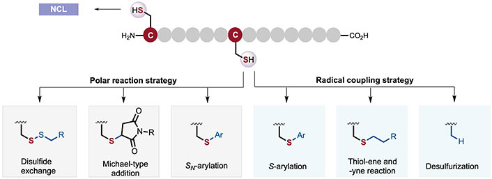 Thianthrenium Reagent Detects Protein Interactions in Living Cells