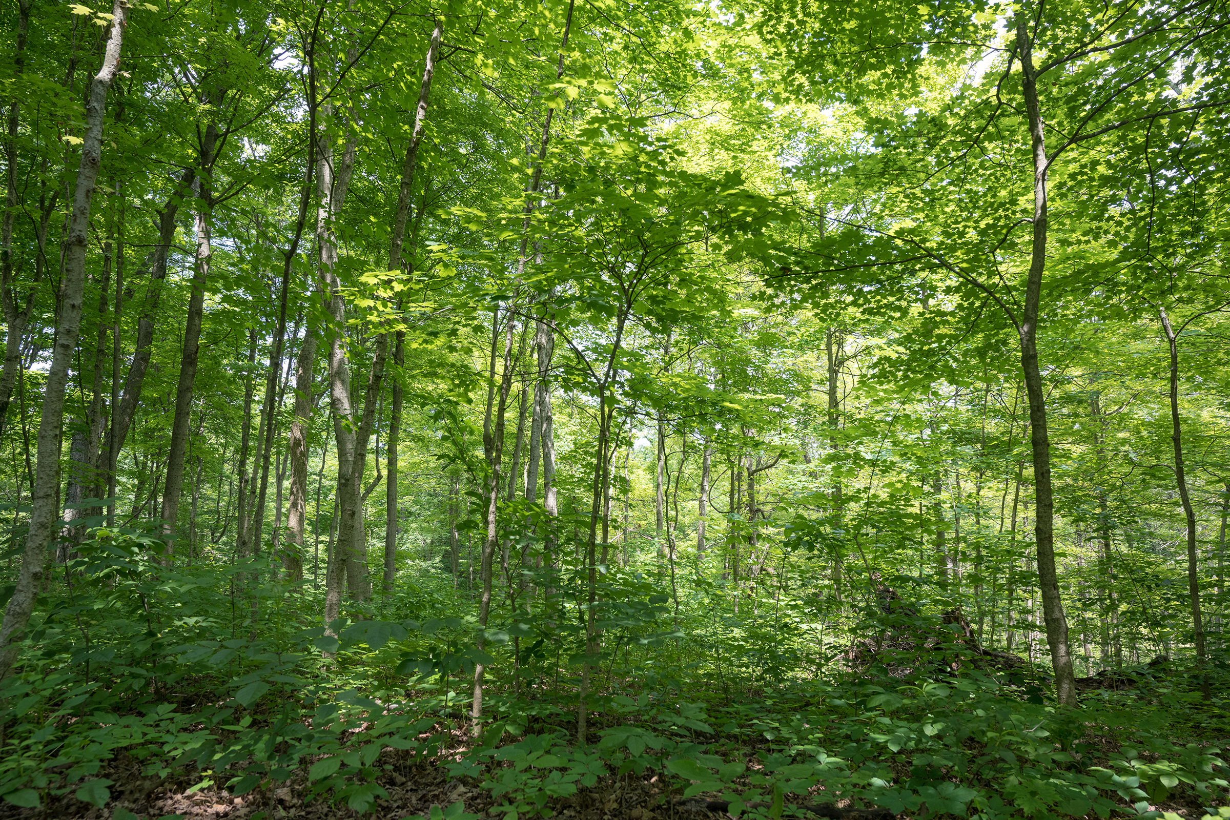 Depletion of Natural Hosts Pushes Brazilian Forest Mosquitoes to Bite Humans