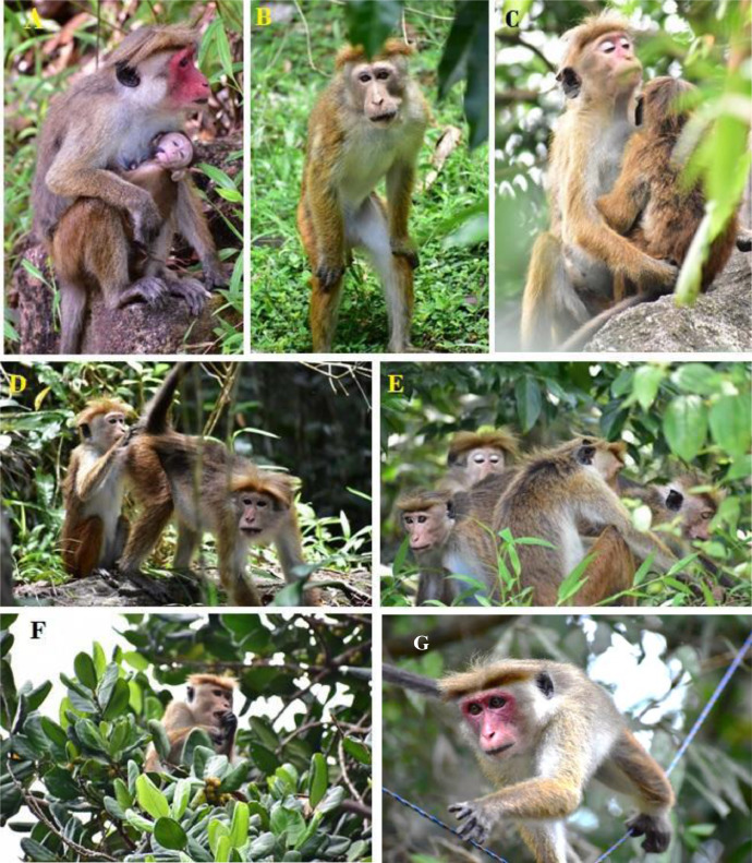 Environmental and Social Pressure as Influences in Monkey Mounting Behavior
