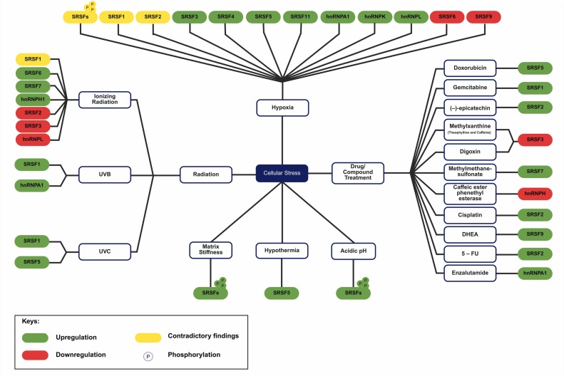 Inhibiting a Single Splice Triggers Failure of Pancreatic Cancer's Triple-Gene Circuit