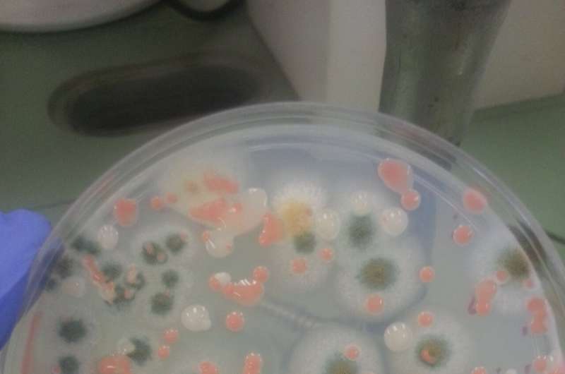 New Bacterial Species Appear in NASA's Super-Clean Environments