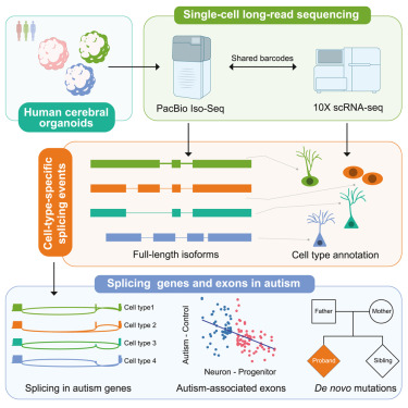 Researchers Convert Brain Support Cells into Specific Suppressors