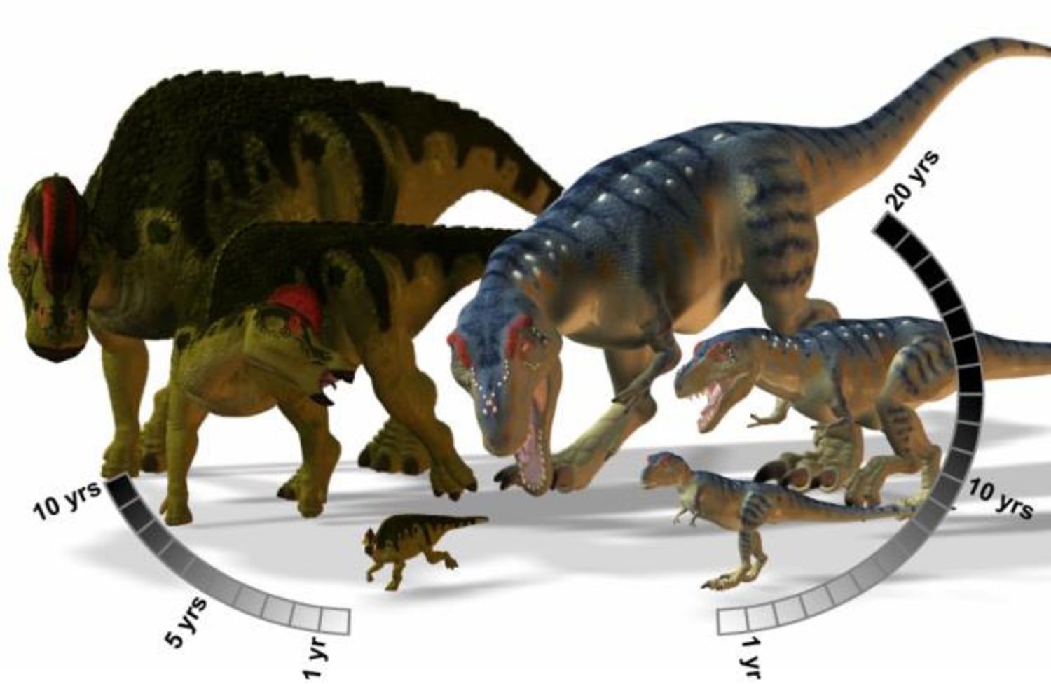 T. Rex Attained Its Peak Size at 40 Years