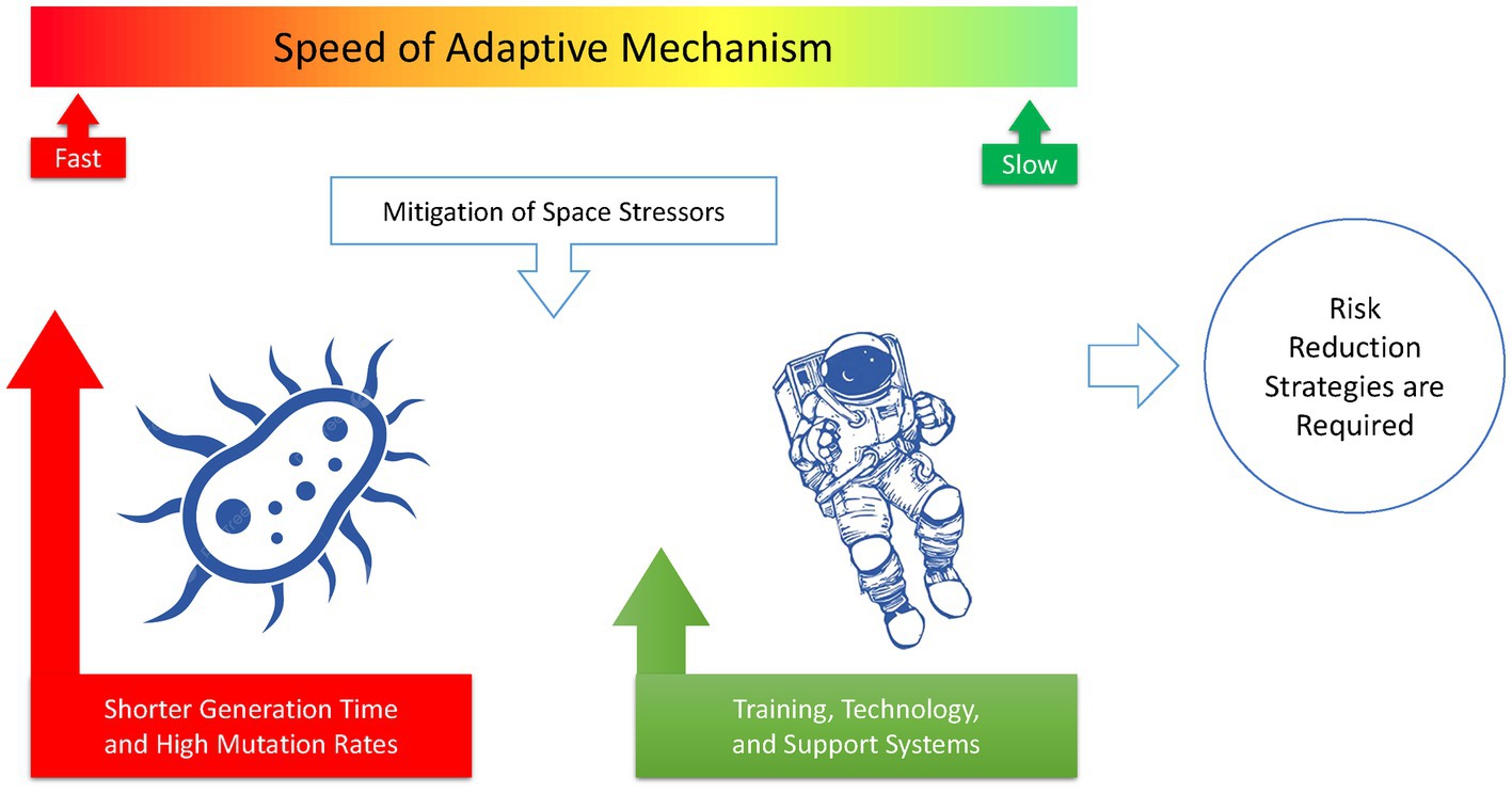 The Impact of Space Exploration on Virus-Bacteria Interactions