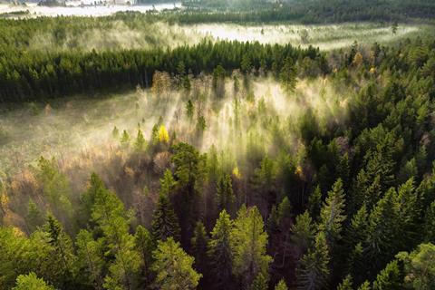Conifer Woodlands Encounter Nitrogen Shortage Because of Rising Carbon Dioxide Concentrations