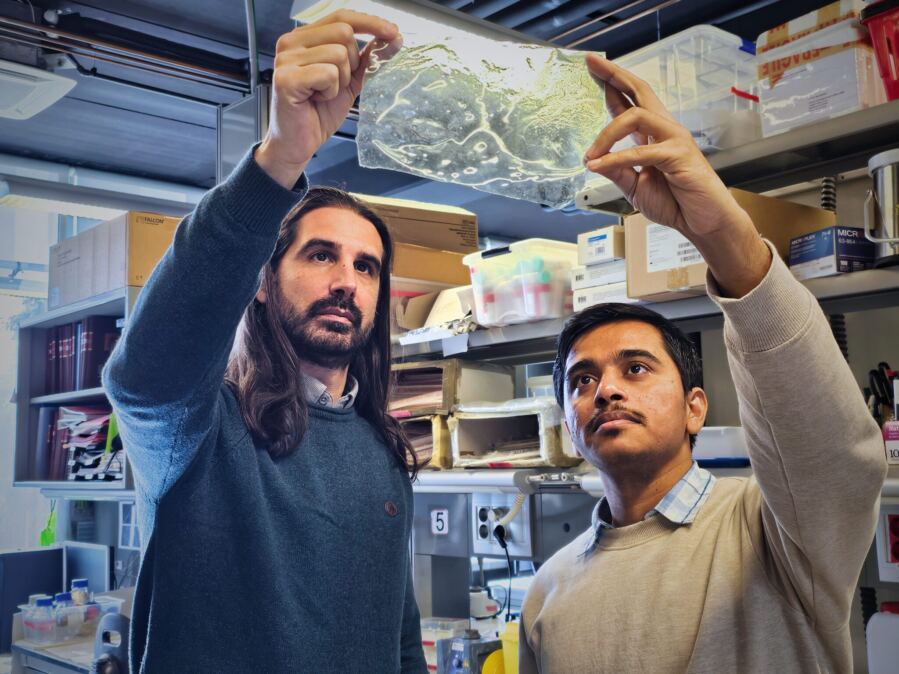 Cutting-Edge Plastic Derived from Shrimp Shells Increases Durability in Water