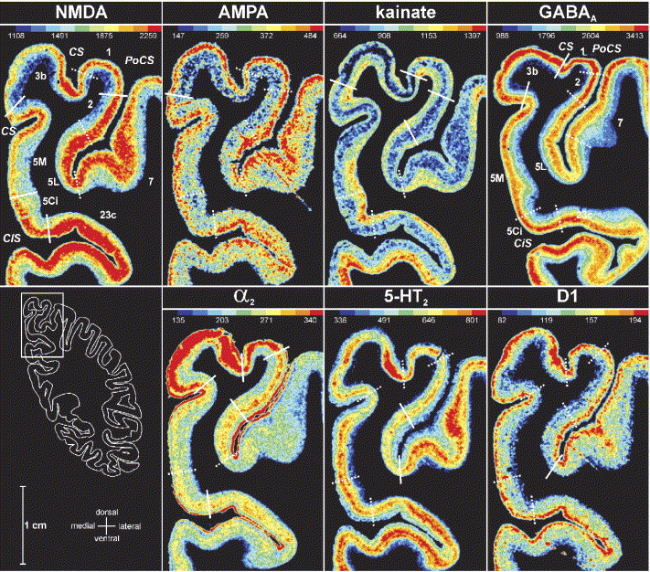 Grasping Epibatidine: An In-Depth Examination
