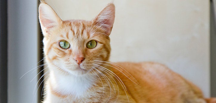 How Felines Might Aid in Progressing Cancer Therapies for Humans