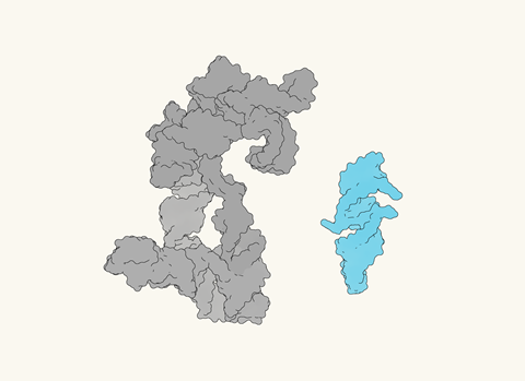 Self-Replicating RNA Strand Offers Perspectives on the Beginnings of Life