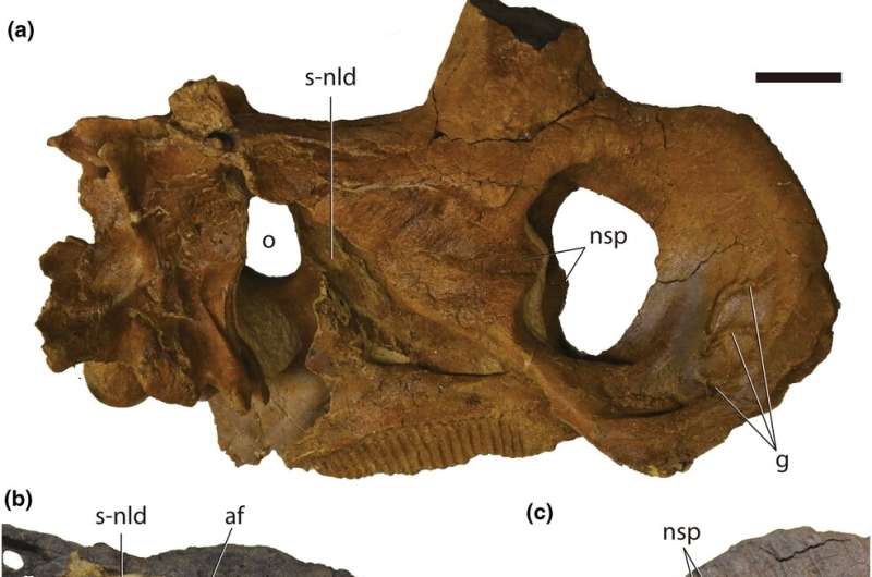 The Explanation for the Triceratops' Prominent Nose