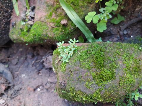 Distinct Alteration to Plant's Carbon Dioxide-Absorbing Enzyme Identified, Possibly Enhancing Crop Development